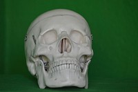 Human skull, free public domain CC0 image.