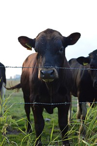 Free dexter cattle behind barb wire fence image, public domain animal CC0 photo.