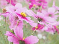 Free cosmos field image, public domain flower CC0 photo.