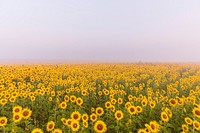 Free sunflower background image, public domain flower CC0 photo.