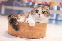 Free Scottish Fold kitten image, public domain CC0 photo.