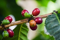 Free fresh raw coffee beans photo, public domain drink CC0 image.