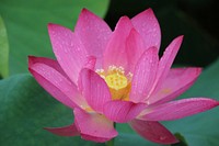 Free pink lotus image, public domain flower CC0 photo.