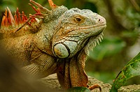 Free Iguana image, public domain reptile CC0 photo.