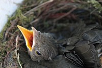 Free baby birds in bird nest portrait photo, public domain animal CC0 image.