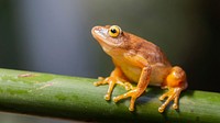 Free frog image, public domain animal CC0 photo.