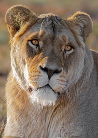 Free female lion closeup, wildlife image, public domain CC0 photo.