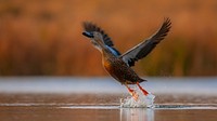 Free duck flying above water surface image, public domain animal CC0 photo.