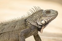 Free Iguana image, public domain reptile CC0 photo.