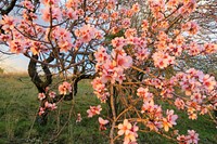 Free pink cherry blossom image, public domain flower CC0 photo.