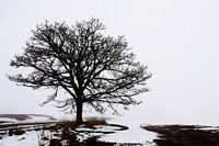 Snow covered landscape with a tree, free public domain CC0 photo