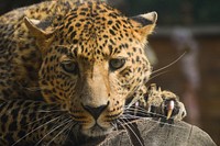 Free leopard image, public domain wild animal CC0 photo.