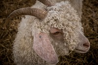 Free close up angora goat image, public domain animal CC0 photo.