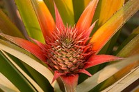 Free pineapple growing image, public domain CC0 photo.
