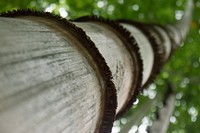 Free bamboo tree image, public domain nature CC0 photo.