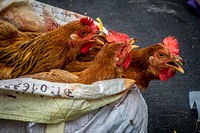 Free chicken image, public domain animal CC0 photo.