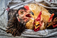 Free chicken image, public domain animal CC0 photo.