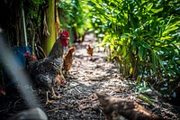 Free chickens and rooster image, public domain animal CC0 photo.