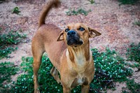 Free country brown dog standing image, public domain animal CC0 photo.