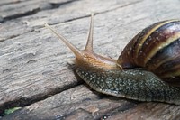 Free snail crawling on wood log photo, public domain animal CC0 image.