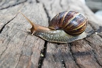 Free snail crawling on wood log photo, public domain animal CC0 image.