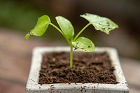 Free wasabi plant in pot with soil photo, public domain vegetables CC0 image..