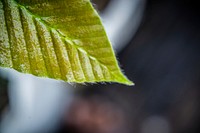 Tree, plants in nature photo, free public domain CC0 image.