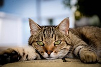 Free cute european shorthair cat image, public domain CC0 photo.