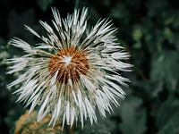 Free dandelion image, public domain flower CC0 photo.