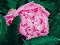 Free pink peony image, public domain flower CC0 photo.