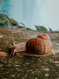 Free snail crawling on tree branch photo, public domain animal CC0 image.