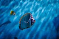 Free exotic fish image, public domain animal CC0 photo.