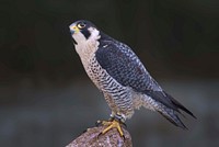 Free black bird perching in nature background portrait photo, photo, public domain animal CC0 image.