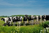 Free spotted cows standing on grass field image, public domain animal CC0 photo.