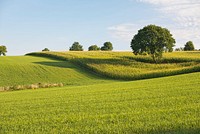 Free field of grass image, public domain landscape CC0 photo.