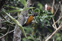 Free female greater flameback on tree image, public domain animal CC0 photo.