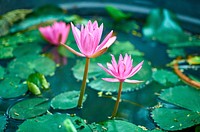 Free water lily image, public domain flower CC0 photo.