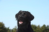 Free black labrador retriever dog image, public domain animal CC0 photo.