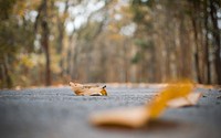 Free road with trees image, public domain CC0 photo.