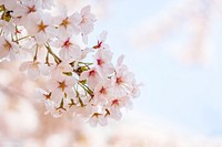 Free pink cherry blossom image, public domain flower CC0 photo.