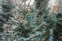 Free winter image, public domain tree CC0 photo.