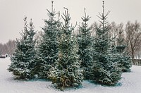 Free snowy forest image, public domain winter CC0 photo.