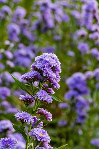 Free aster background image, public domain spring CC0 photo.