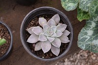 Free succulent background image, public domain plant CC0 photo.