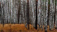 Free tall green trees in forest photo, public domain nature CC0 image.