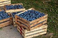 Free grape in crate image, public domain food CC0 photo.