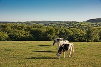 Free cows eating grass image, public domain animals CC0 photo.