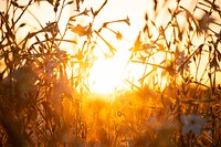 Free branches of bushes during sunset image, public domain nature CC0 photo.