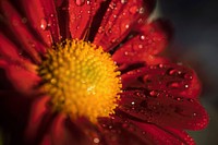 Free red daisy image, public domain flower CC0 photo.