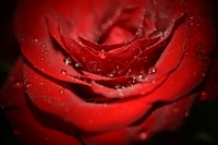 Free red rose background image, public domain flower CC0 photo.